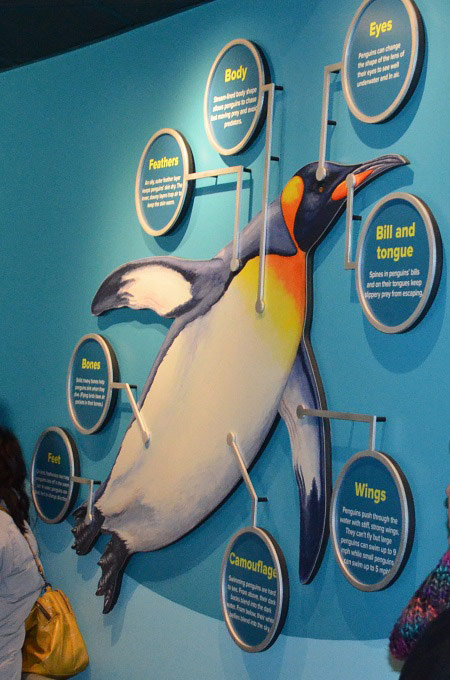 Penguins Exhibit at the Kansas City Zoo
