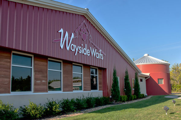 Wayside Waifs